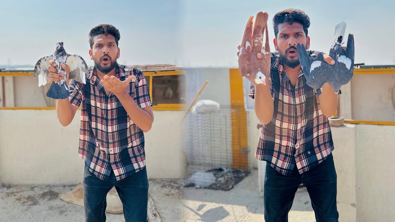Aaj 100 New Kabutaro Ko Khol Diya Or 1 Kabutar Khareed Kar Lay Aye 😱😳