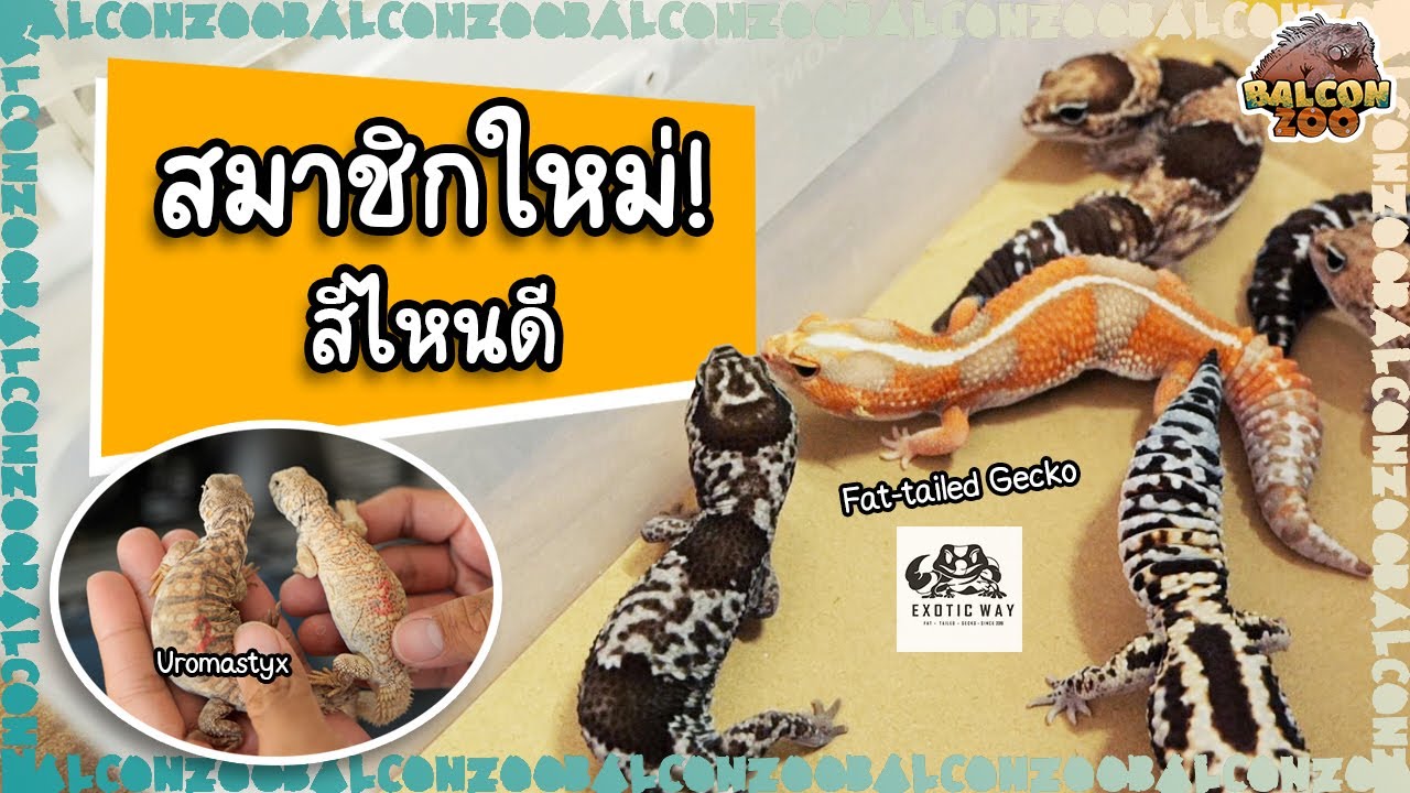 ตุ๊กแกหางอ้วน Fat-tailed Gecko เรียนรู้เรื่อง Morph กับผู้เชี่ยวชาญจากฟาร์ม Exotic Way [ BalconZoo ]