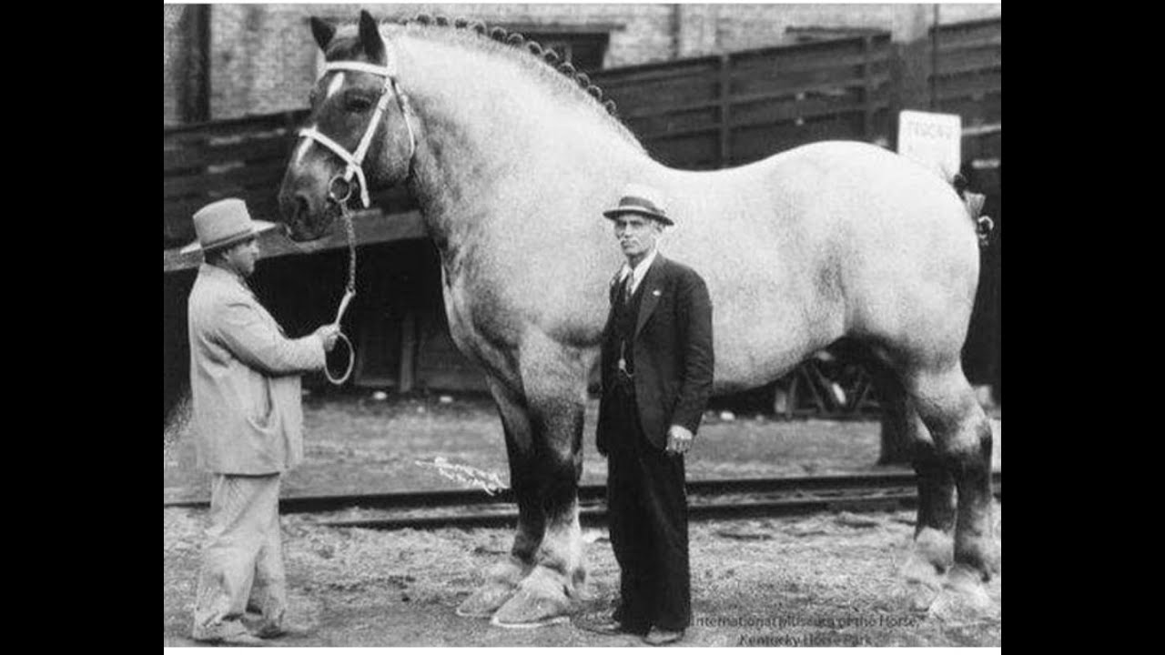 CRIA DE PERCHERON EN CORDOBA , CON PABLO BRIZUELA
