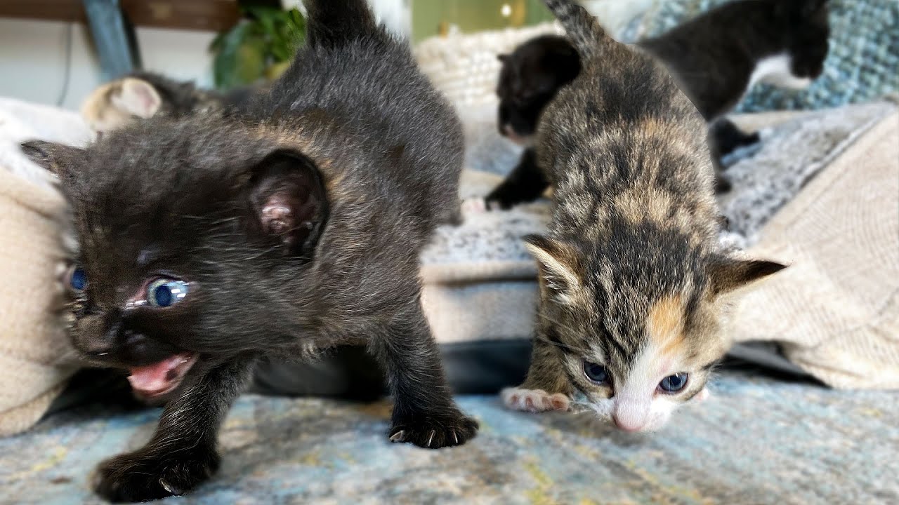 My Kittens Escaped...