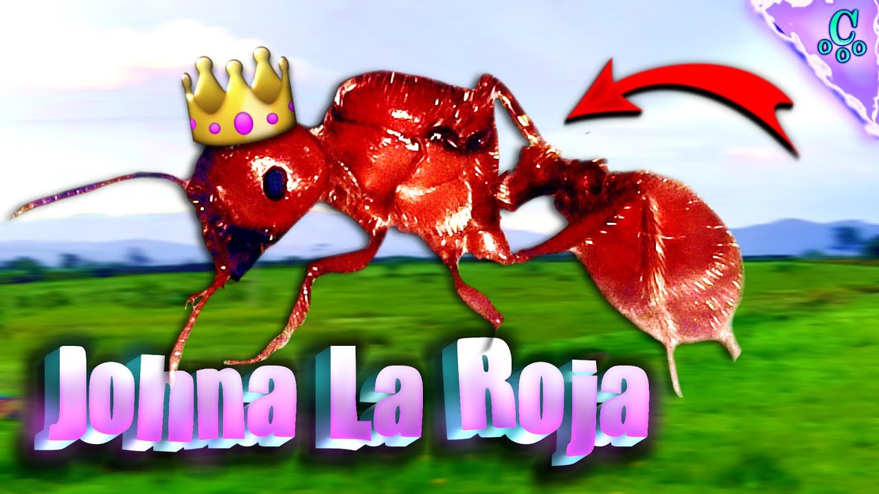 Mi Primer HORMIGA ROJA REINA Pogonomyrmex Barbatus || Csrxplay Life