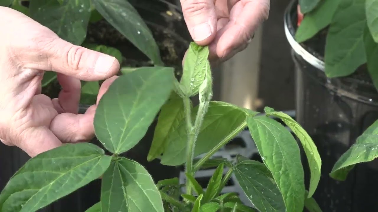 What practices increase soybean yields?