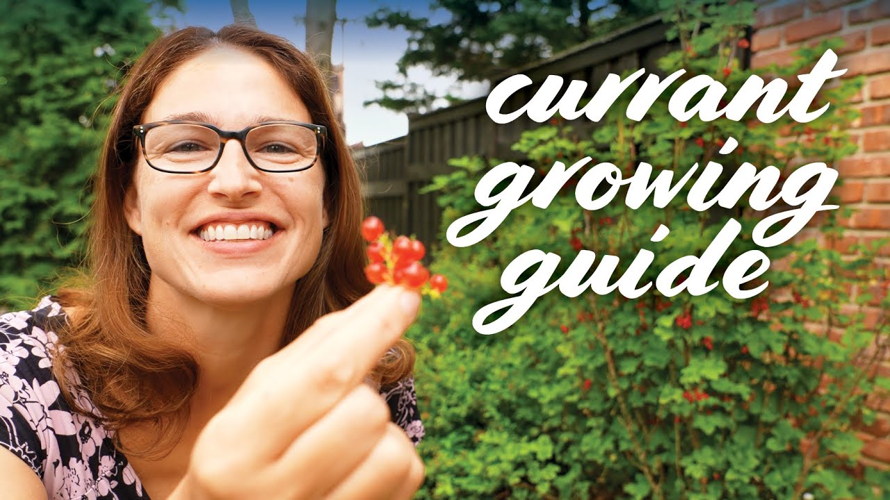 Growing Currants: Planting, Pruning, Harvesting & More!