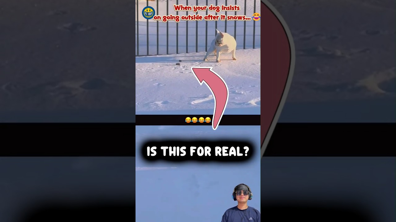 When your dog insists on going outside after it snows... 😂❄️