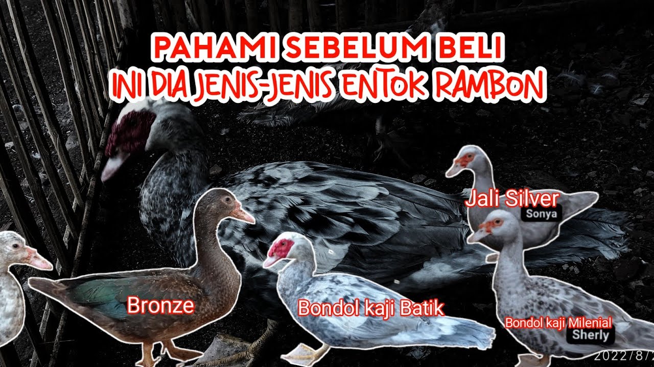 HARGA ENTOK RAMBON TERBARU!!!!! JENIS-JENIS ENTOK RAMBON CLASSIC DAN HARGANYA | JENIS-JENIS ENTOK
