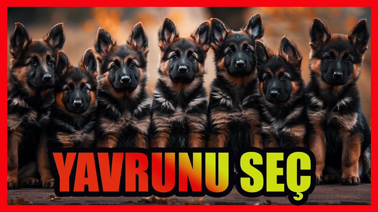 YAVRU KÖPEK SEÇERKEN NELERE DİKKAT ETMEK GEREKLİ