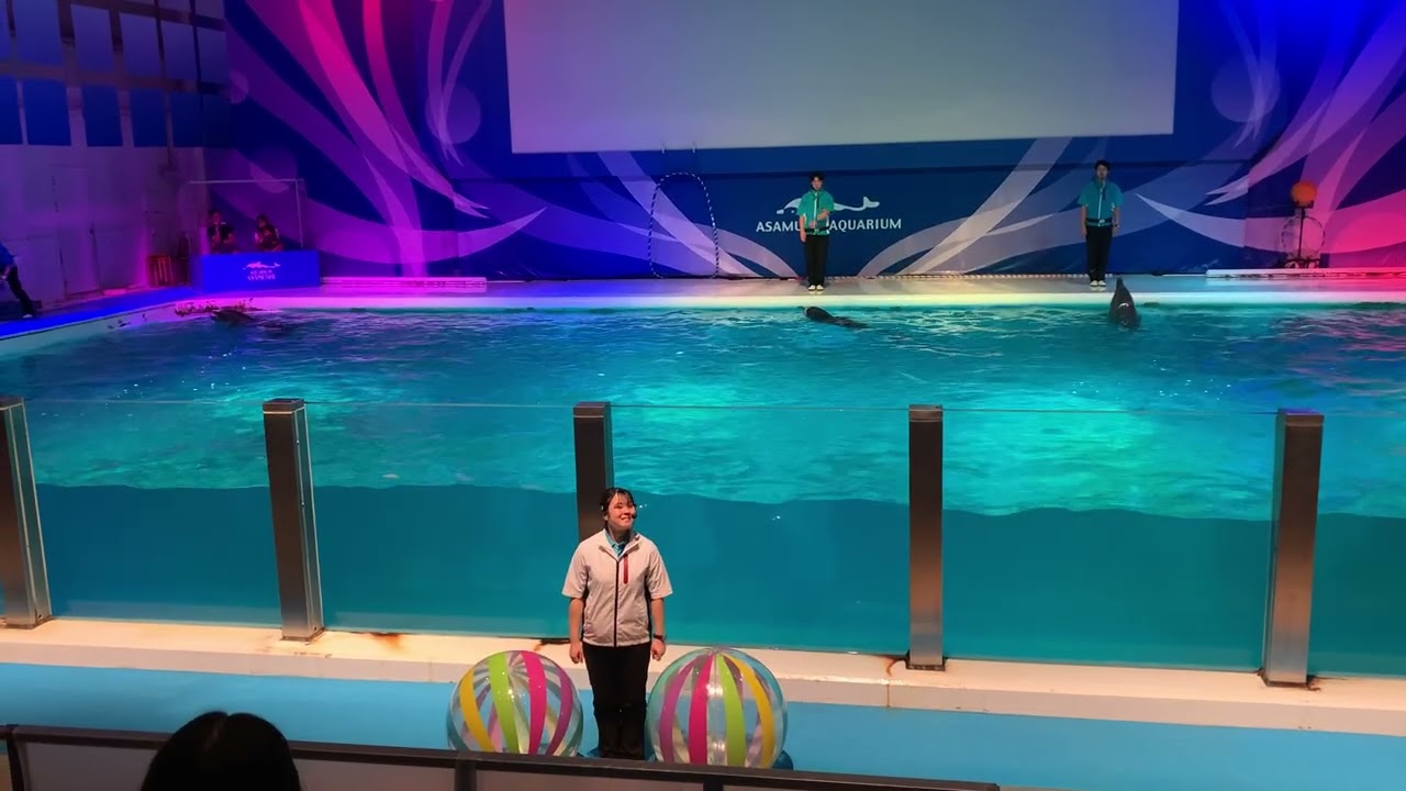 浅虫水族館　イルカショー　超レア動画　スペシャルシートにシュートするアズキ　asamushi aomori japan 2025