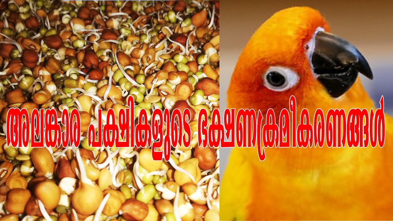 DAILY FOOD FOR BIRDS,അരുമ പക്ഷികളുടെ ഭക്ഷണ ക്രമികരണങ്ങൾ, പോഷകാഹാരങ്ങൾ