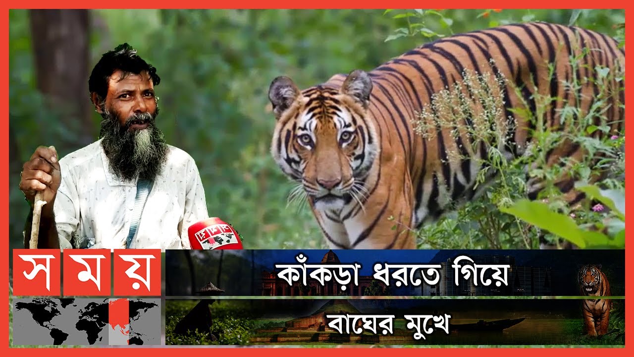 প্রাণে বেঁচে ফিরেছেন বাগেরহাটের মো. ওমর মোল্লা | Sundarban | Royal Bengal Tiger | Somoy TV