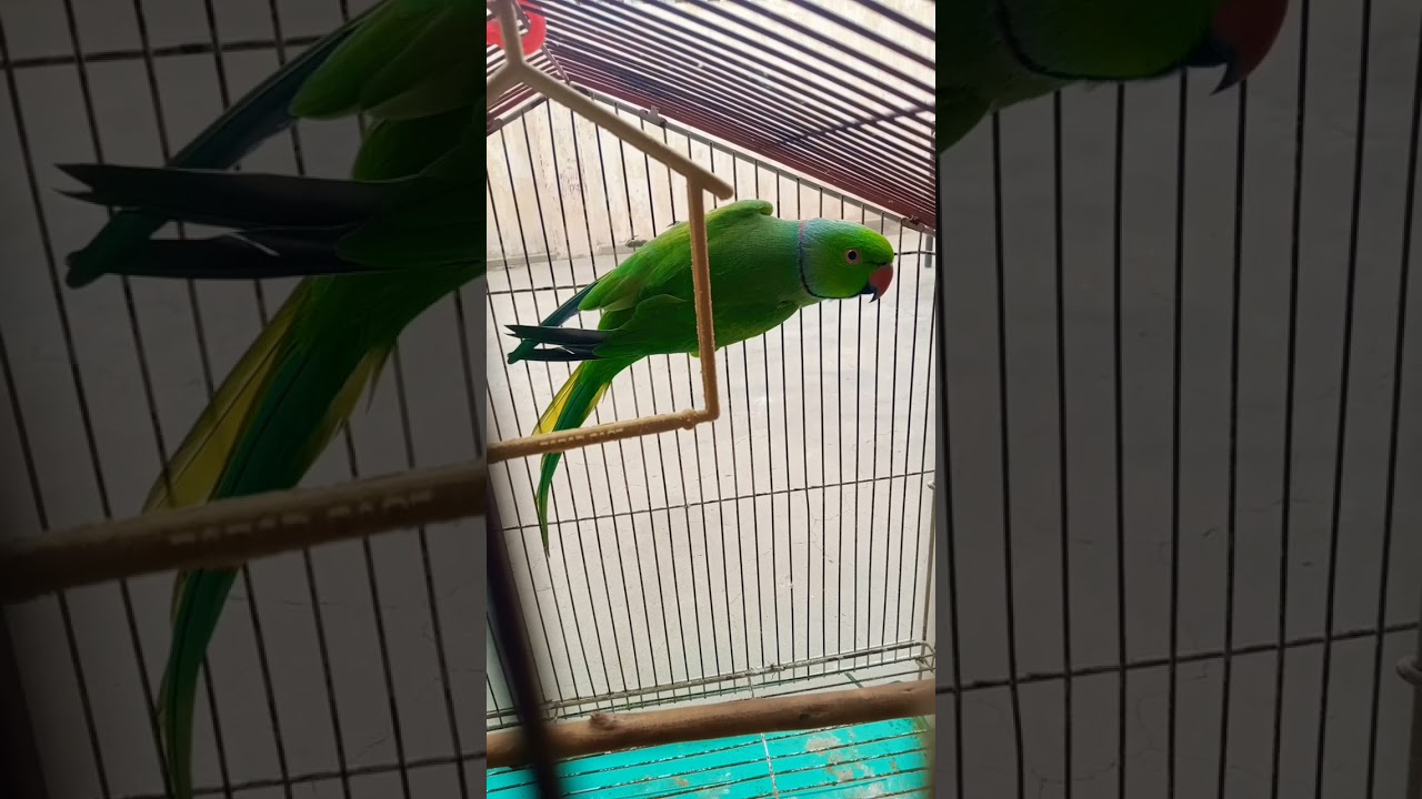 A mito a mito K Bach #parrot #birds #cute #parrottalking #lorikeet 8/9/24