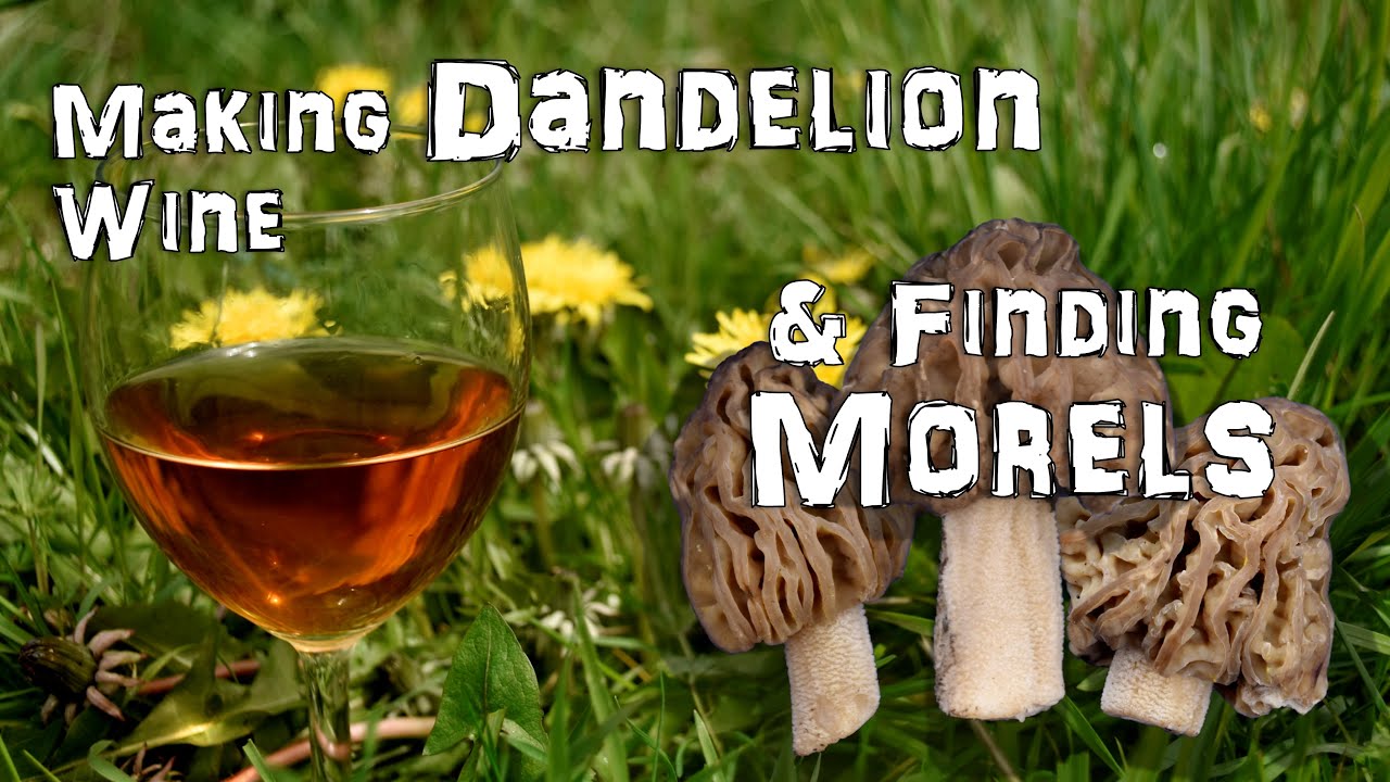 How to make Wild Dandelion Wine and Finding Half-free Morels 2023