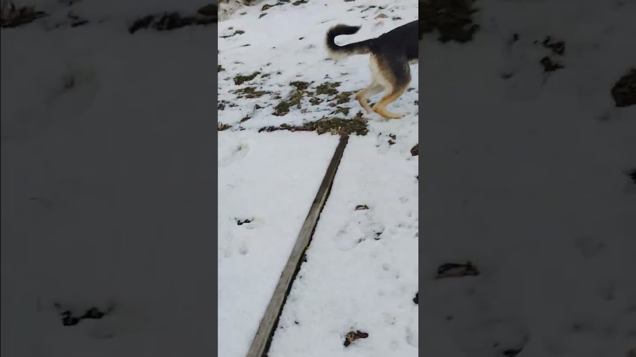 Bad Wolfy 😞🤞🙏