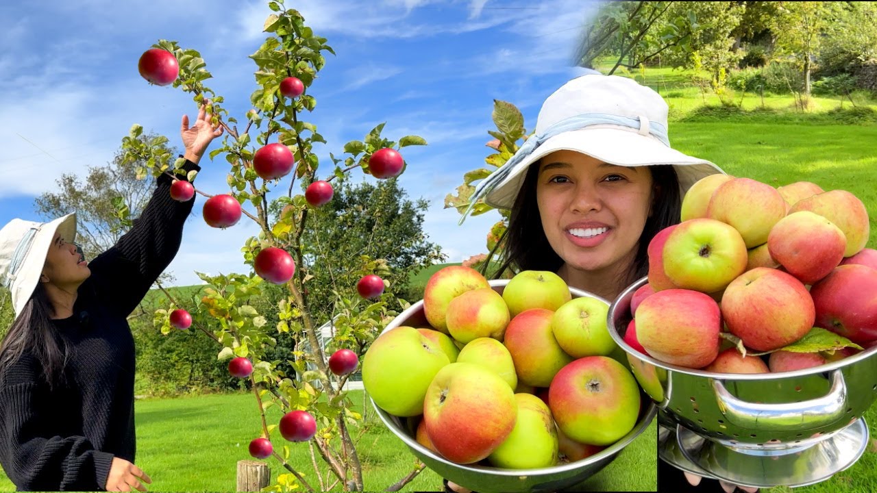 FILIPINA BRITISH LIFE IN UK: APPLE HARVEST SA BAKURAN! SARIWANG PRUTAS