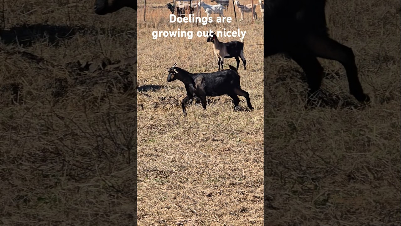 #kikogoats. #doelings are growing out nicely.