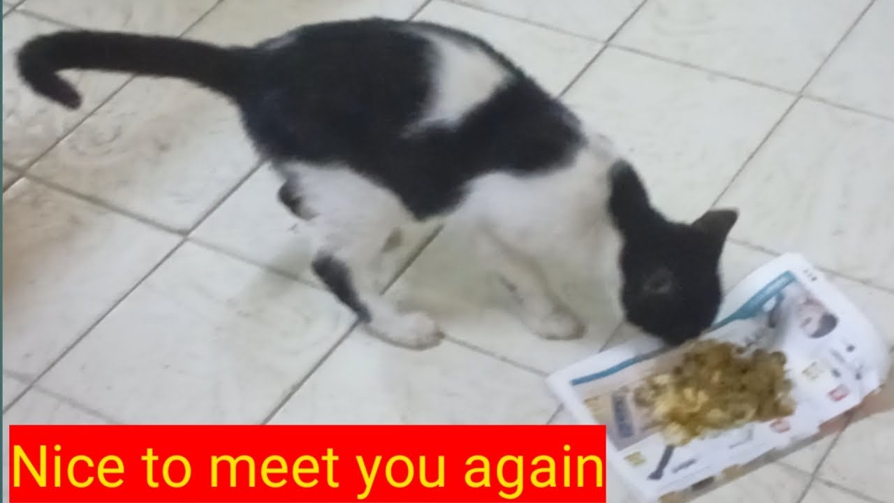 It’s calling for food, but the cat is new, I just met it and I love it so much. #cat#video 