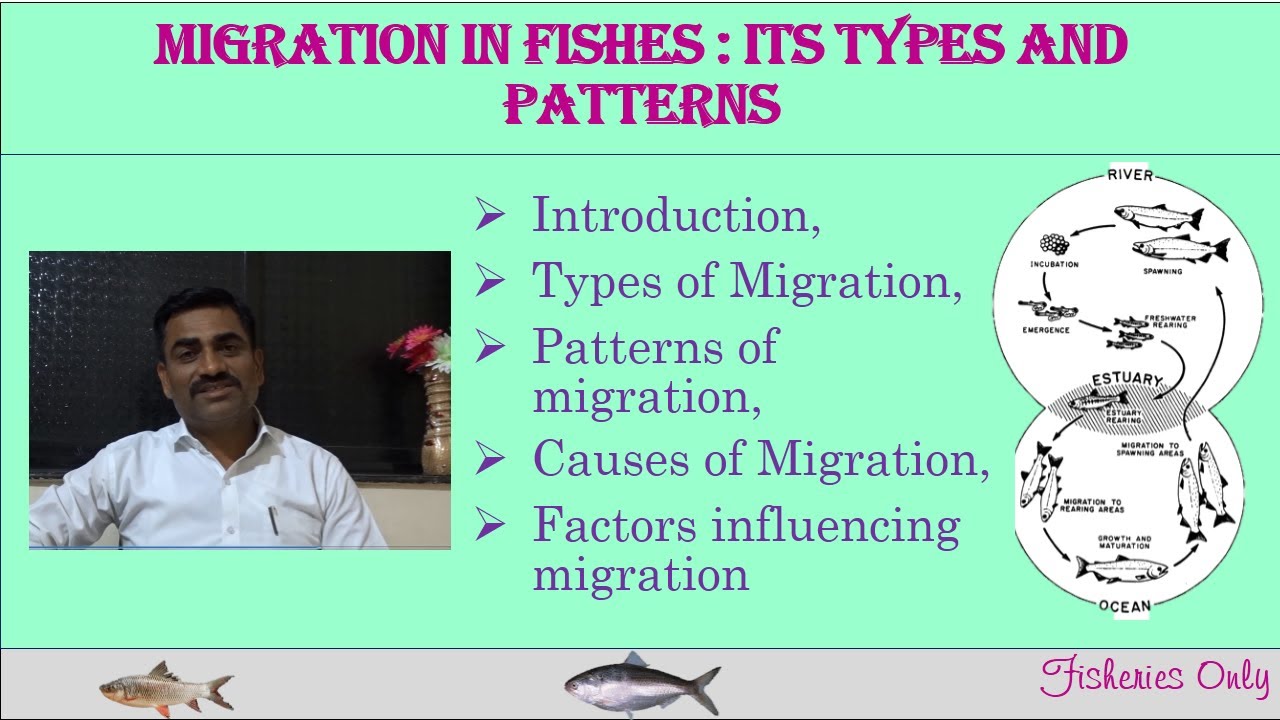 Migration in fishes: It’s Types and Patterns
