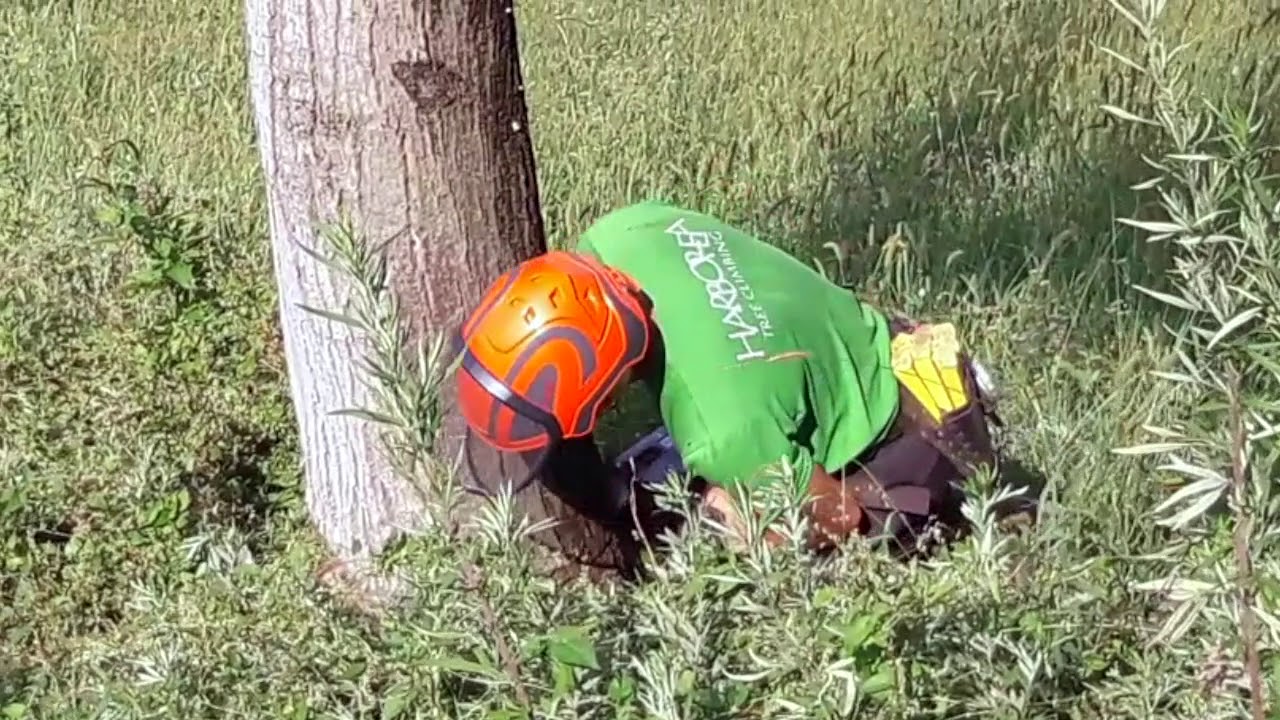 Come abbattere una pianta di noce con la motosega