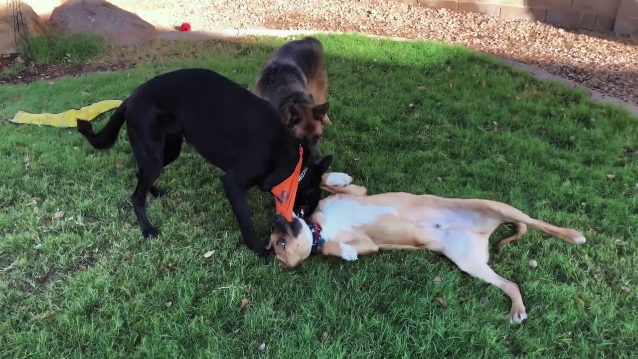 Livvy, 14mo GSD ~Advanced Commands and Socialization~ Best Dog Trainers in Phoenix