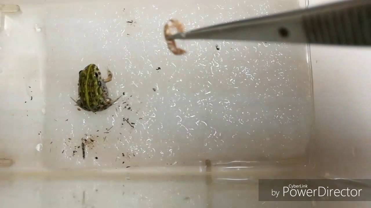 Little African Bullfrog feeding time.