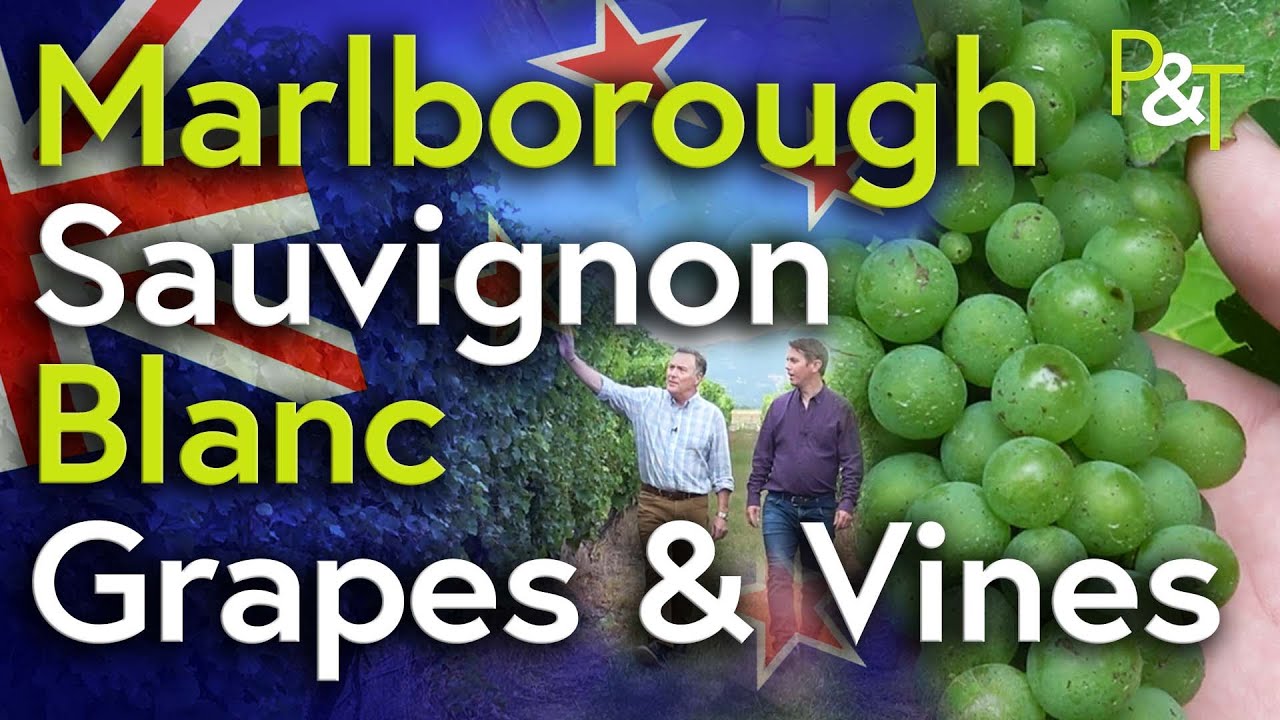 Marlborough Sauvignon Blanc Vineyard New Zealand - Pots & Trowels