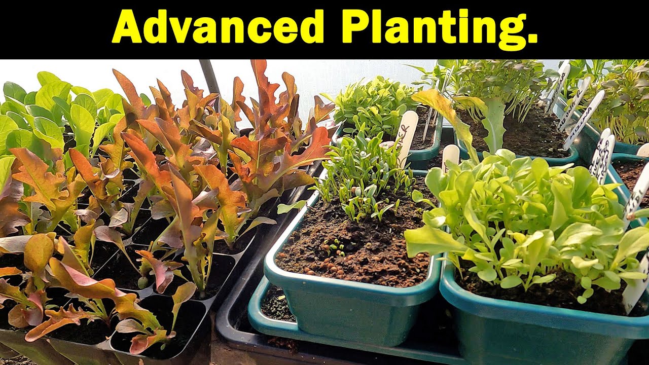 Advanced Planting | Winter Planting | Strategic Growing | Green Side Up