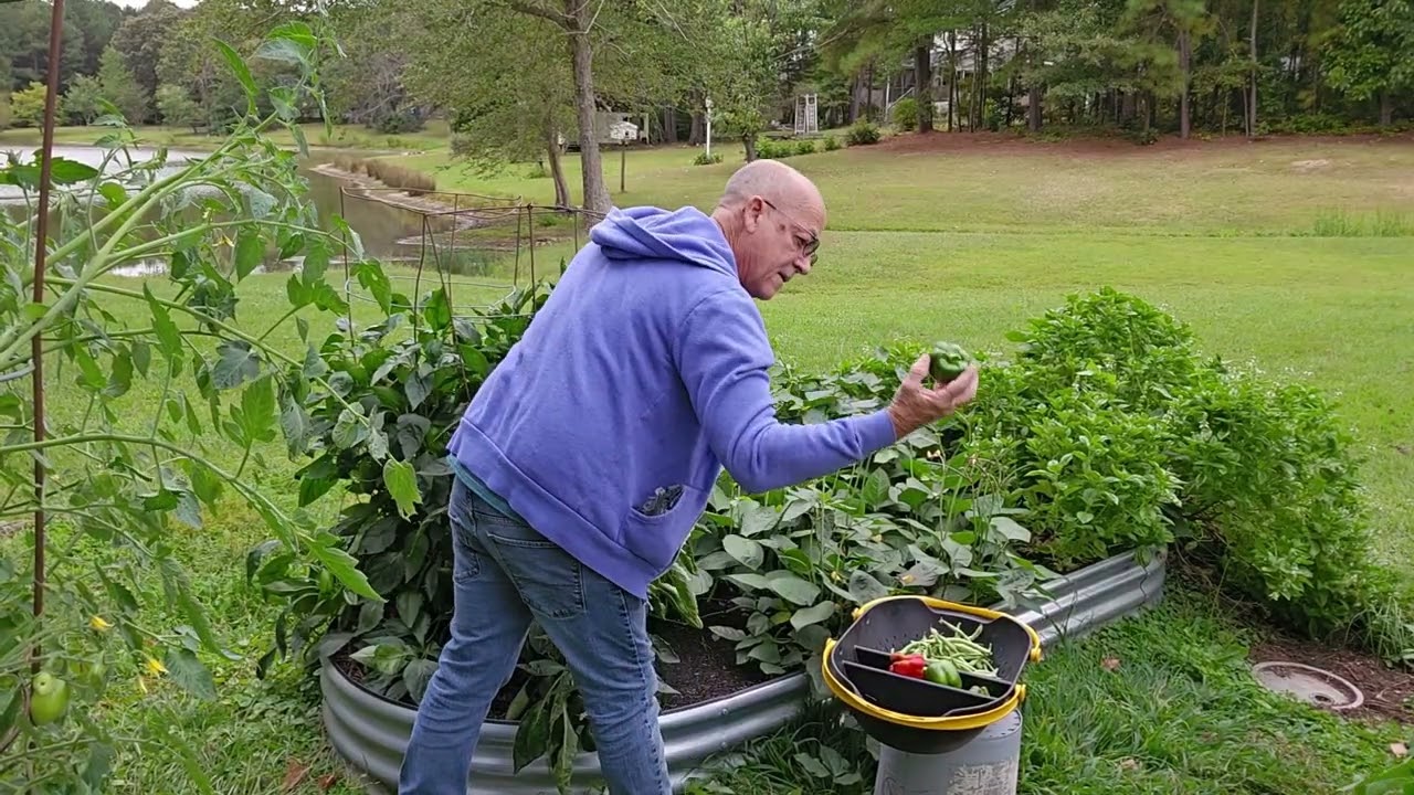 Tender Green Bean and California Wonder Bell Pepper Harvest  -  September 7, 2025