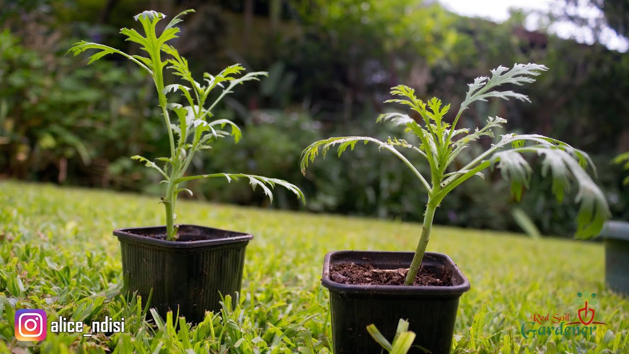 BEGINNERS GUIDE - PROPAGATION OF MARGUERITE DAISIES | ARGYRANTHEMUM