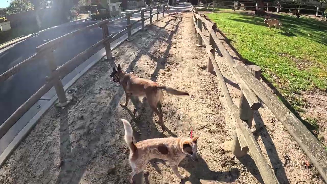 SJC Malinois pack walk , 6 dogs cordless 