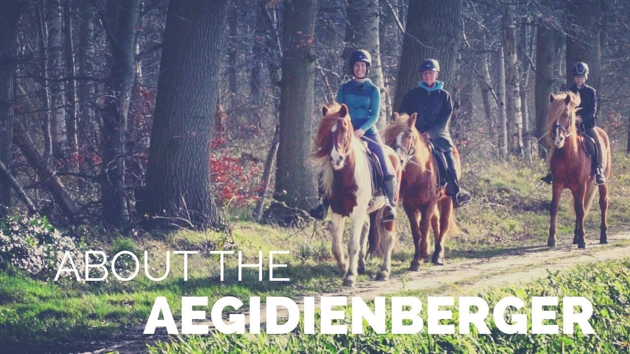 About the Aegidienberger | Gaited Horse Breed from Germany |