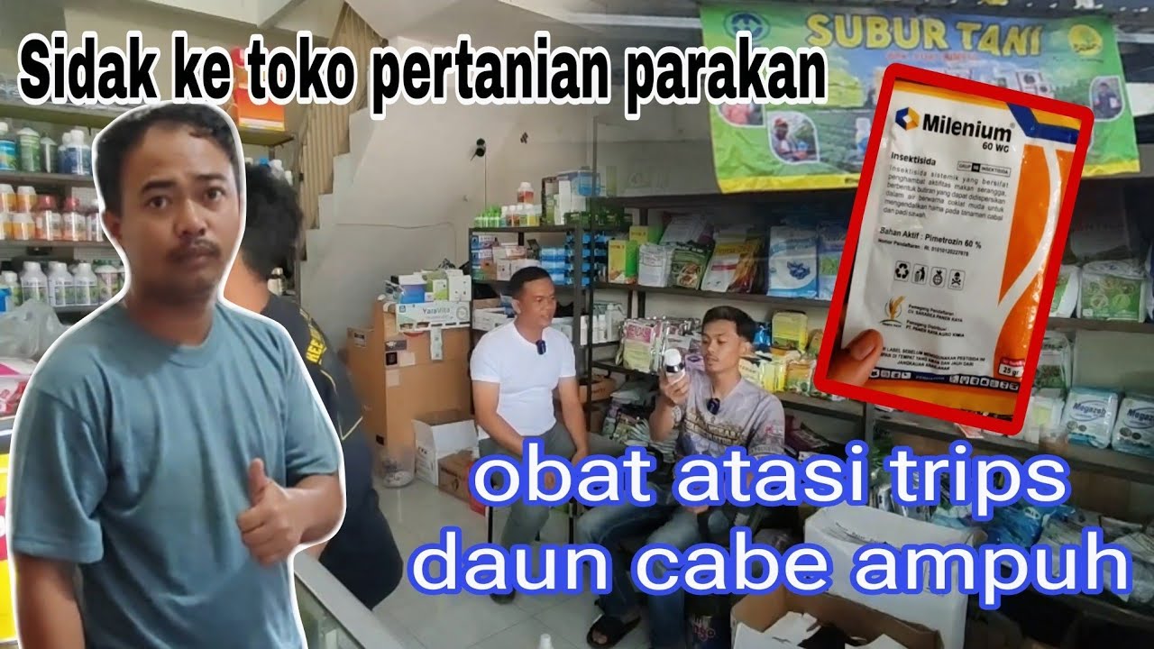 Petani cabe harus sigap mengatasi keriting daun