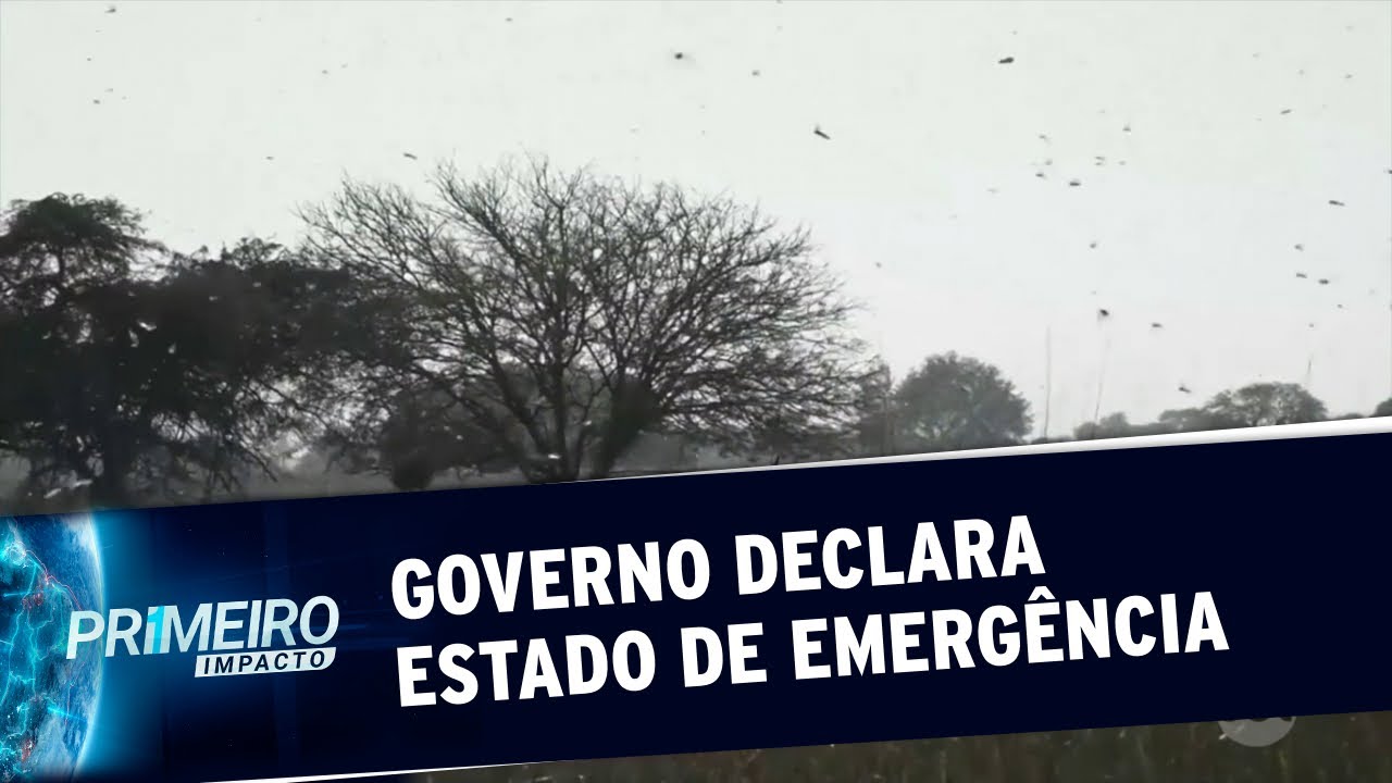 Nuvem de gafanhotos leva Governo a declarar estado de emergência | Primeiro Impacto (25/06/20)