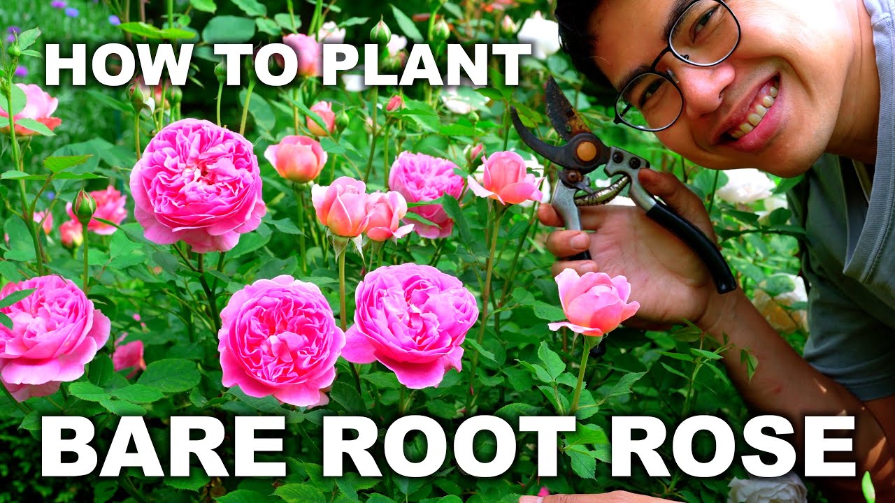 How to Plant BARE ROOT ROSES for AMAZING Blooms!