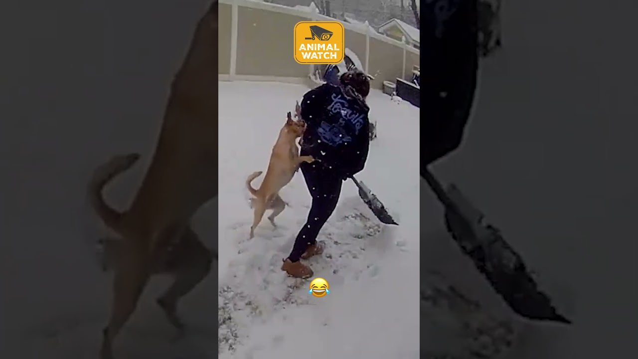 Dogs Who Destroy Their Owners' Sanity!