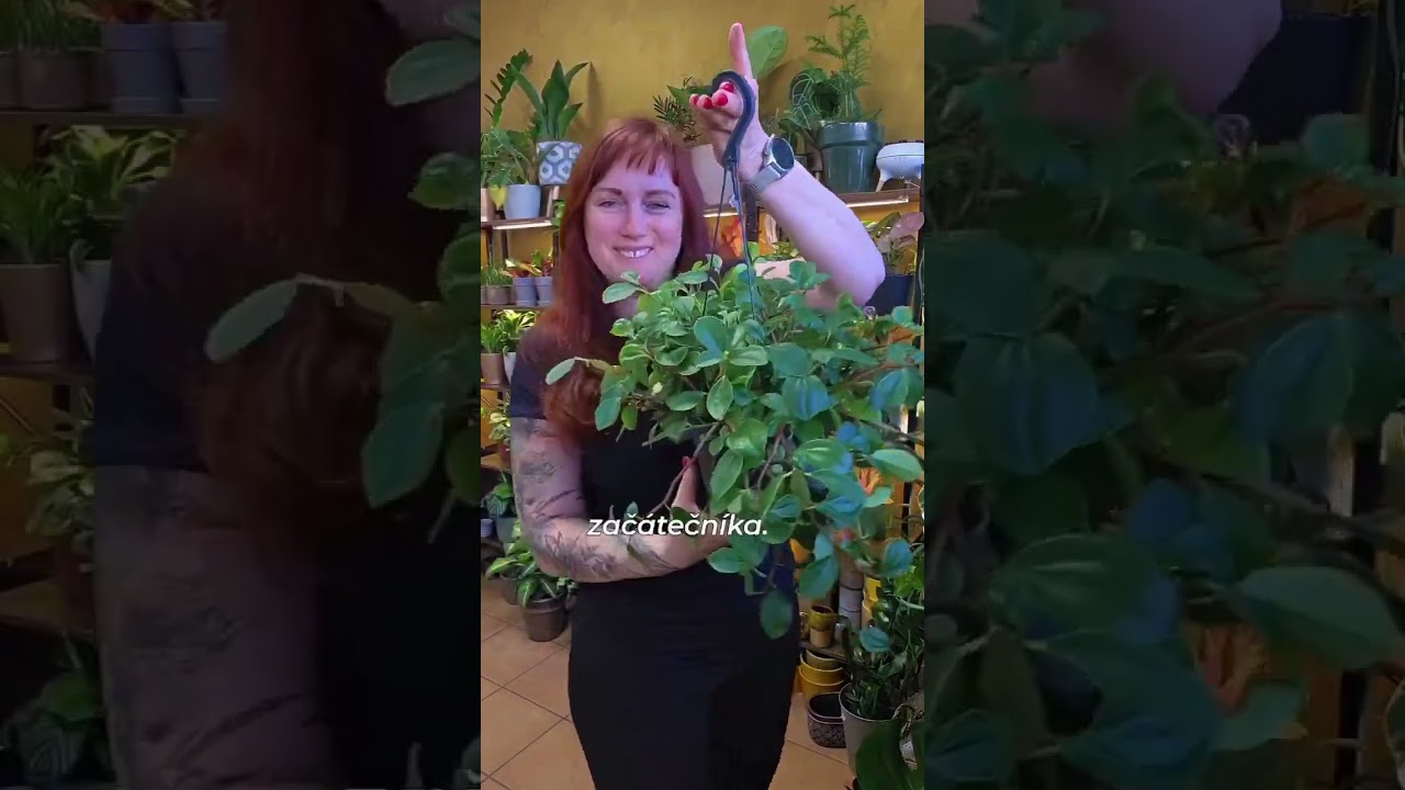 Polička d&aacute;l od okna, co tam m&aacute;m d&aacute;?Pokojovky zas&iacute;l&aacute;me i v zimn&iacute;m  počas&iacute;, najdete je na kytkyshop.cz