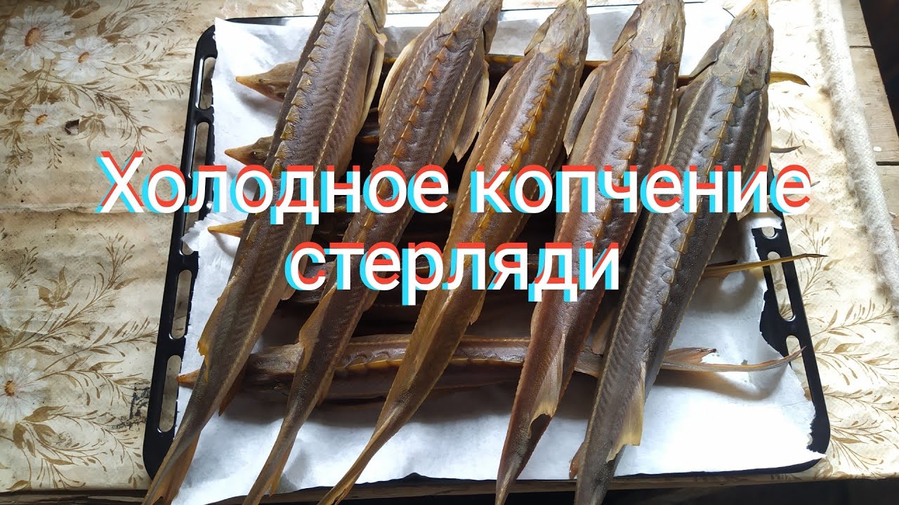 Холодное копчение рыбы (Стерлядь)