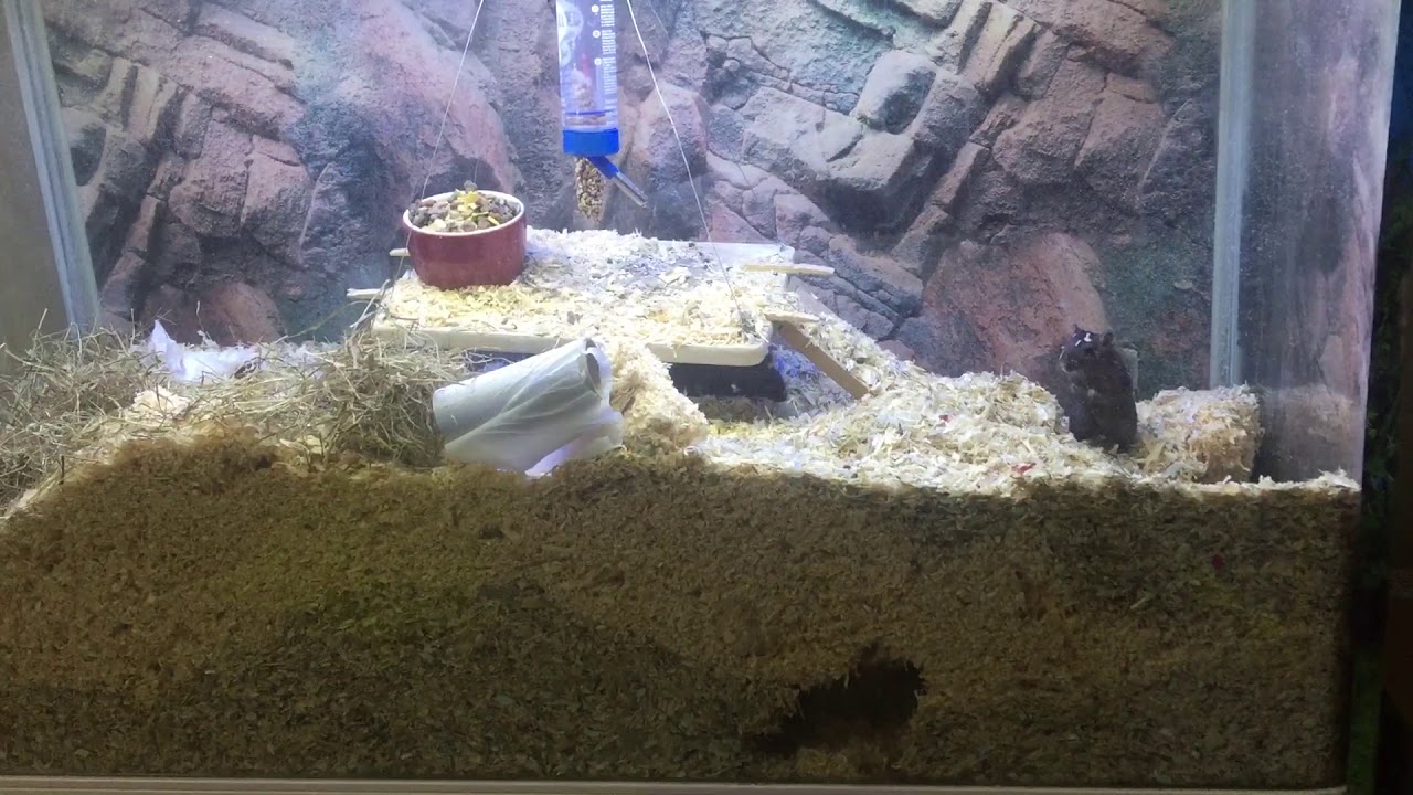 Gerbil Antics: Rebuilding the tunnels after sawdust rotation