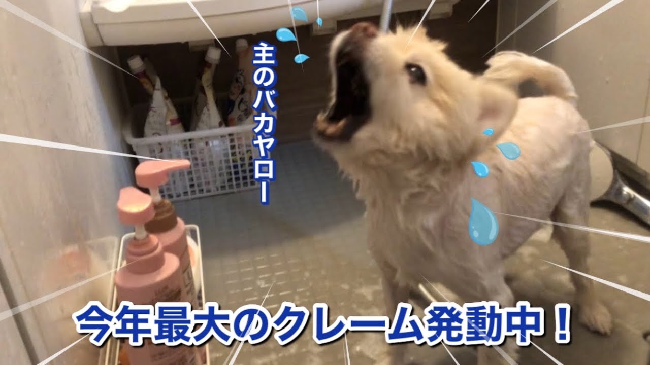 【ポメラニアン】苦手なお風呂に全力で抗議したがあっけなく誘導されてしまった羽雲君。
