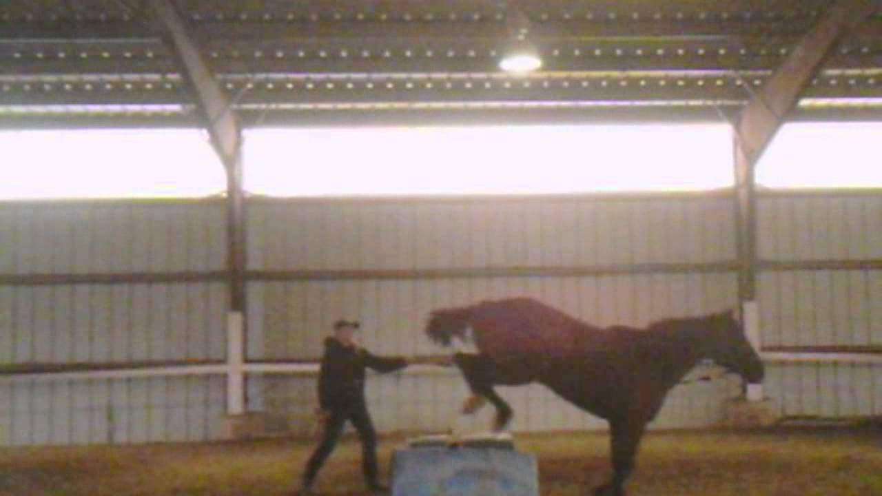 Phin- FearLis Horsemanship Extreme Mustang Makeover, Nampa ID