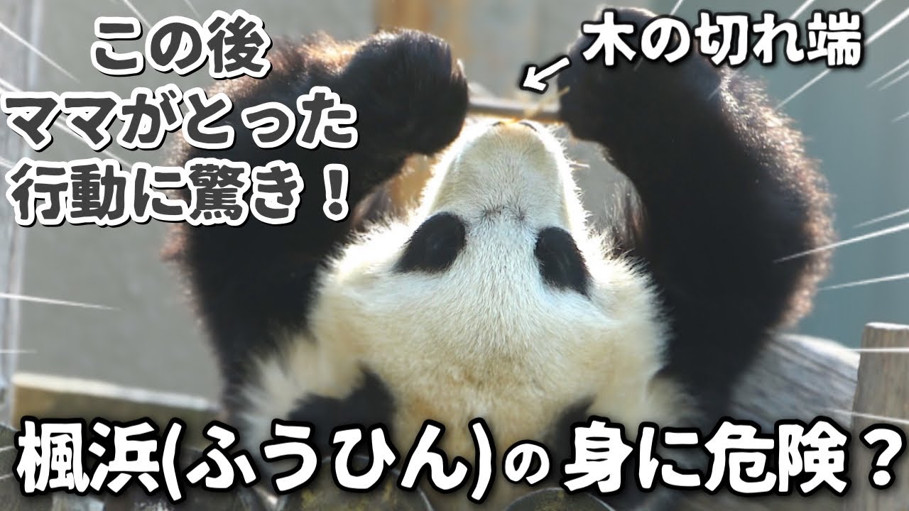 上野パンダ赤ちゃん人気に負けないアドベンチャーワールドの楓浜(ふうひん)🐼ママのとった行動に驚き‼️