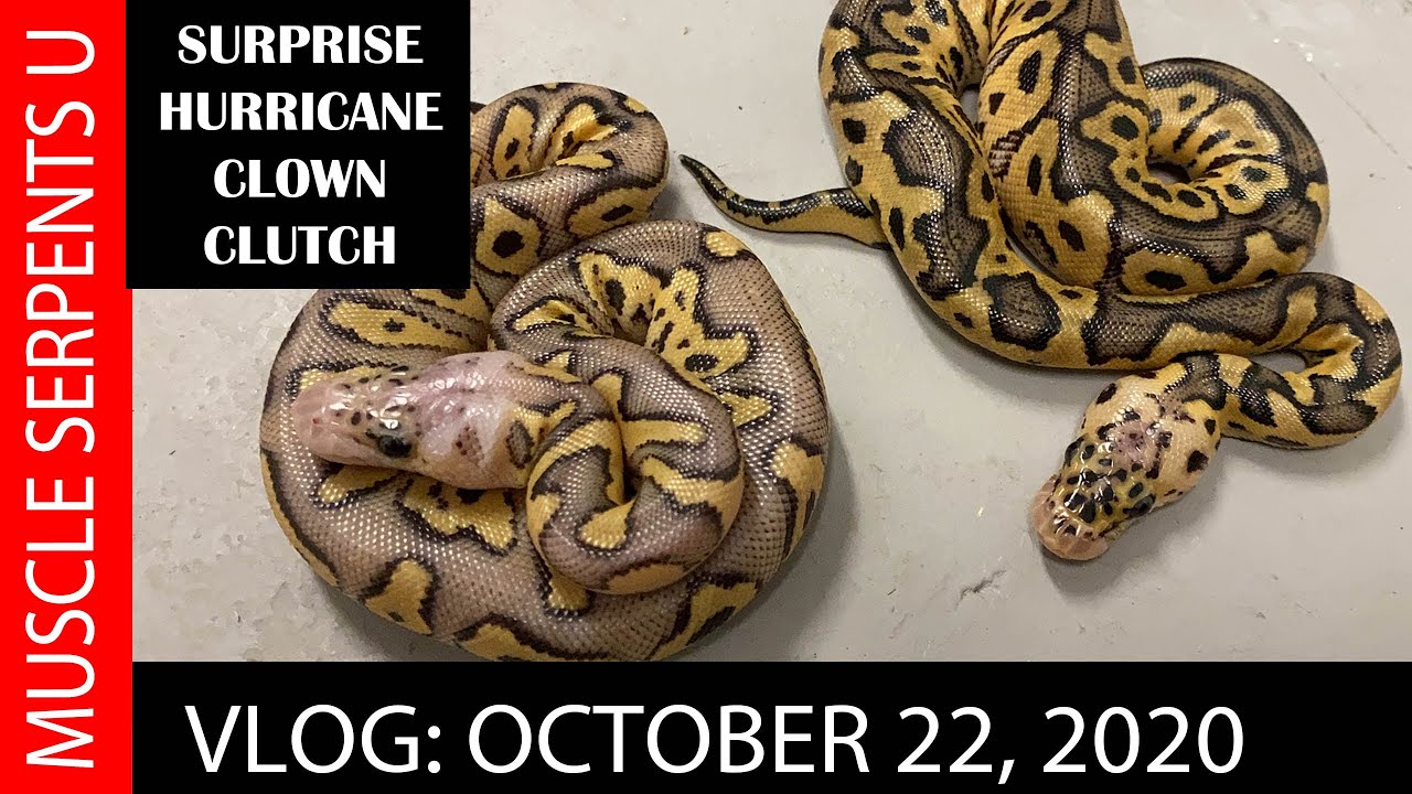 GHI PASTEL HURRICANE CLOWN End of Year Clutch!