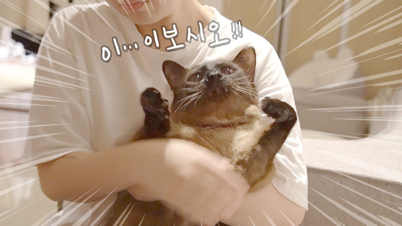 김봉지 9년 묘생 처음으로 털 깎인 날.....