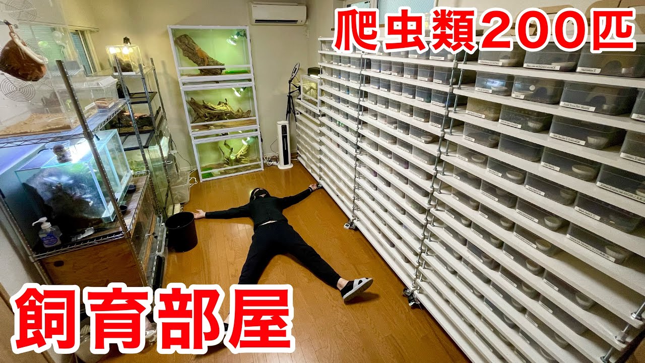 【遂に完成】爬虫類200匹飼育する独身男性のペット部屋を紹介！