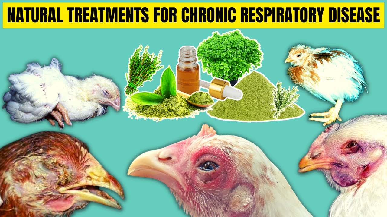 4 BEST NATURAL TREATMENTS FOR THE CHRONIC RESPIRATORY DISEASE [CRD] IN CHICKEN