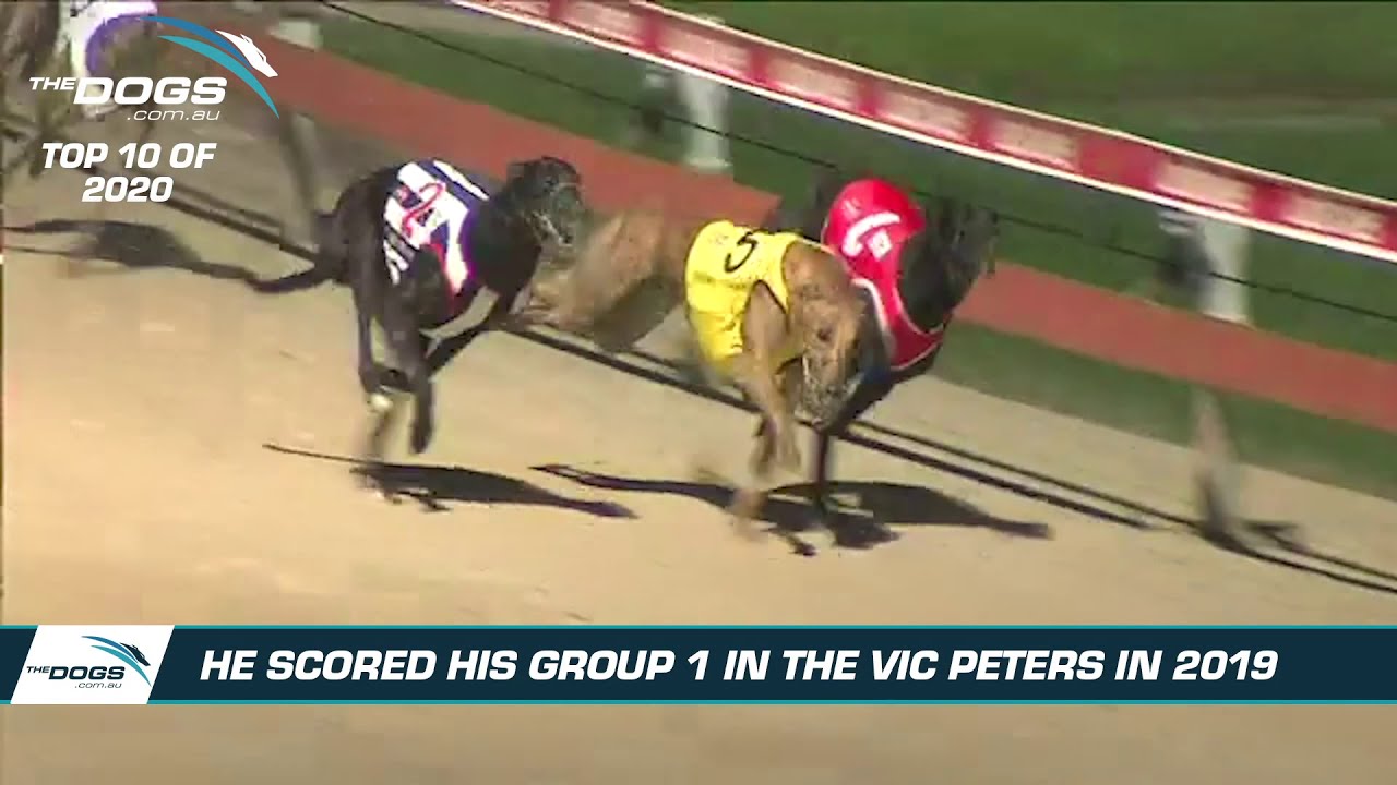 Top 10 Greyhound Moments of 2020 - #3  Feral Franky
