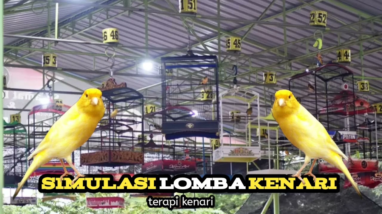 pancingan simulasi lomba burung kenari || terapi menaikan mental burung kenari 