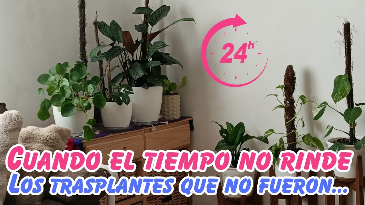 LOS TRASPLANTES QUE NO FUERON...