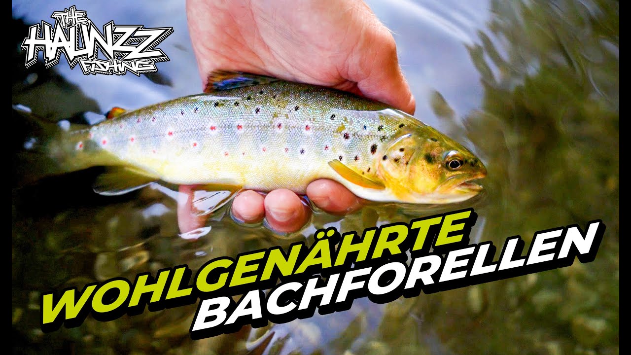 Fliegenfischen Österreich: Die Mürz Kapellen - Ein erstklassiges Fliegengewässer!
