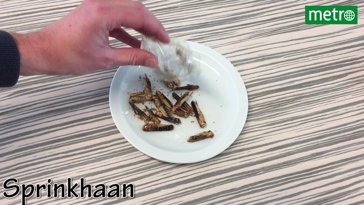Insecten bij de borrel?
