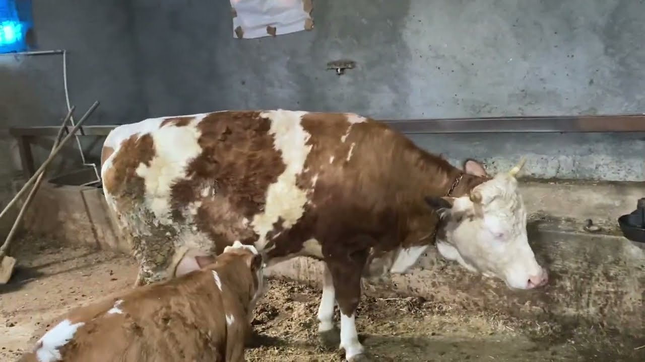 Hayvan alırken kredi çekme konusu