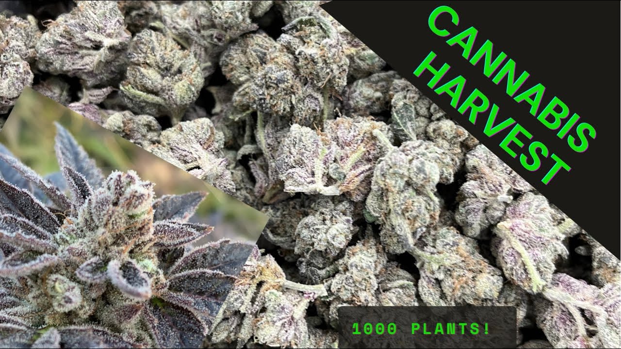 Commercial CANNABIS harvest- 1000 plants 🌱
